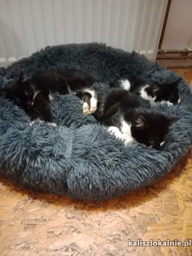 3-miesieczne-cudne-kociaki-do-pokochania-47874-sprzedam.jpg