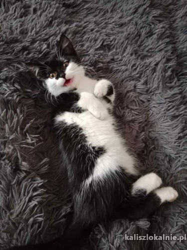 3-miesieczne-cudne-kociaki-do-pokochania-47874-zdjecia.jpg