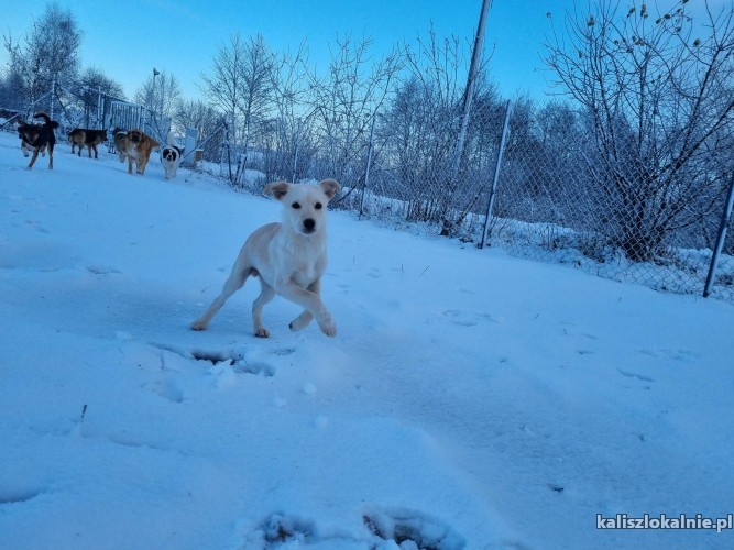 4-miesieczny-balon-super-szczeniak-szuka-domu-47922-kalisz.jpg