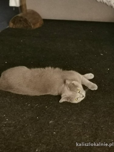 lenka-mloda-sliczna-koteczka-brytyjka-szuka-domu-47952-kalisz.jpg