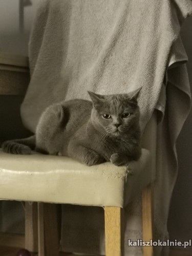 lenka-mloda-sliczna-koteczka-brytyjka-szuka-domu-47952-sprzedam.jpg