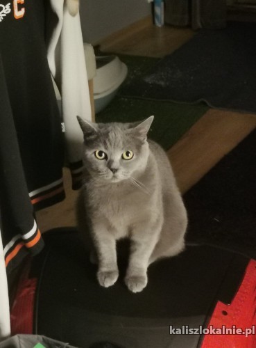 lenka-mloda-sliczna-koteczka-brytyjka-szuka-domu-47952-zdjecia.jpg