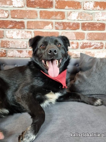 kochany-adas-psiak-do-rany-przyloz-pokochaj-go-47976-psy.jpg