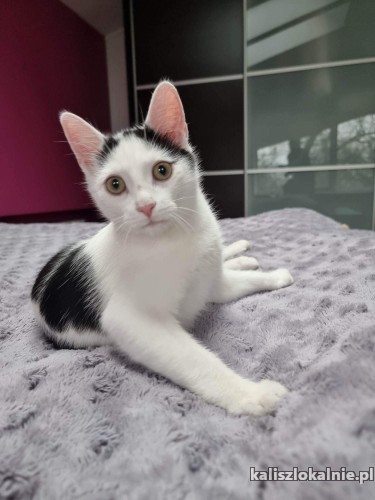 bolek-i-lolek-cudne-kociaki-chlopaki-do-adopcji-47978-koty.jpg