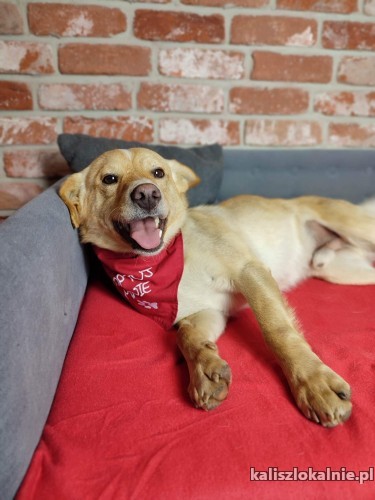 8-miesieczny-chrupek-kochany-wesoly-psiaczek-47982-kalisz.jpg