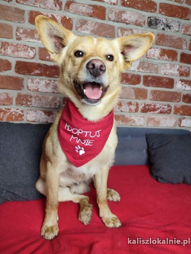 8-miesieczny-chrupek-kochany-wesoly-psiaczek-47982-sprzedam.jpg