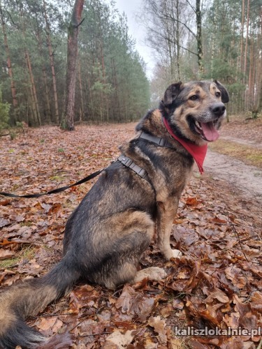 wesoly-energiczny-ciapek-kochajacy-dzieci-psiak-47983-kalisz.jpg