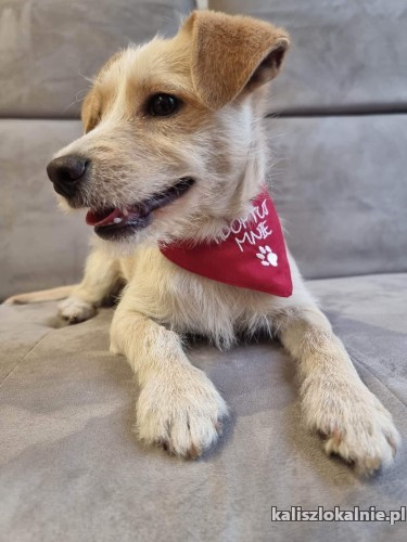 fides-6-miesieczna-slodycz-do-adopcji-na-cale-zycie-47993-kalisz.jpg
