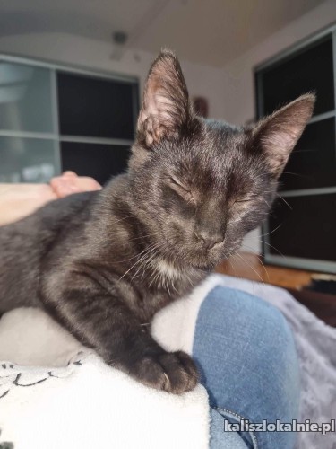 7-miesieczny-czarus-slodki-przyjazny-kocurek-47994-kalisz.jpg