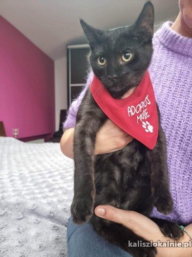 7-miesieczny-czarus-slodki-przyjazny-kocurek-47994-sprzedam.jpg