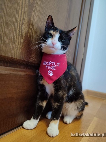 elizabeth-cudna-wychowana-kotka-tricolorka-szuka-domu-48002-kalisz.jpg