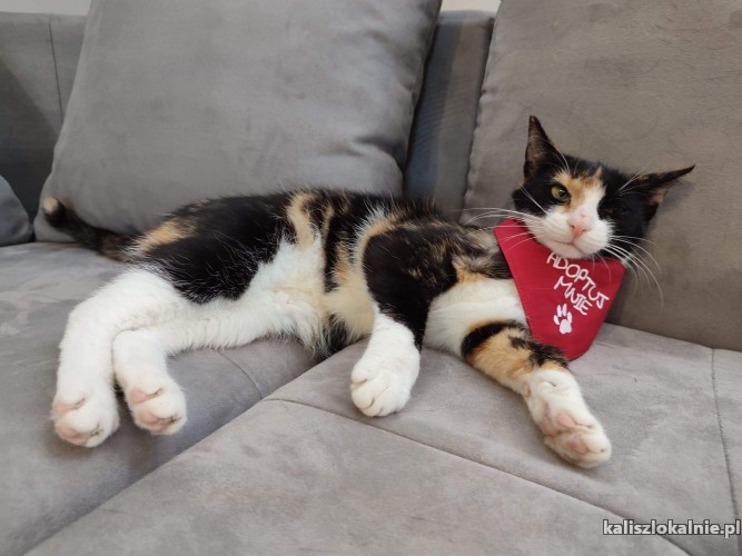 elizabeth-cudna-wychowana-kotka-tricolorka-szuka-domu-48002-sprzedam.jpg