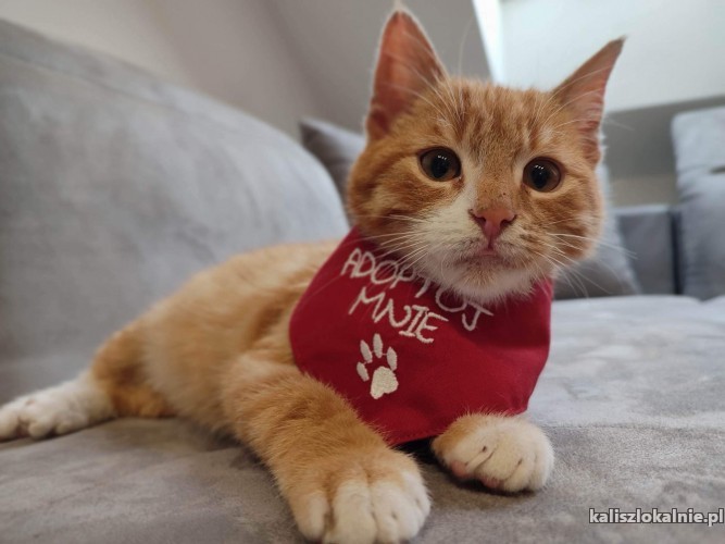 okruszek-koci-dzieciaczek-do-schrupania-48003-sprzedam.jpg