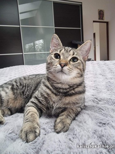 6-miesieczna-misia-przyjazna-koteczka-do-adopcji-48009-koty.jpg