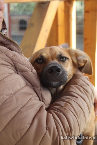 ciapa-roczny-psiak-lagodny-spokojny-gotowy-do-adopcji-48019-kalisz.jpg