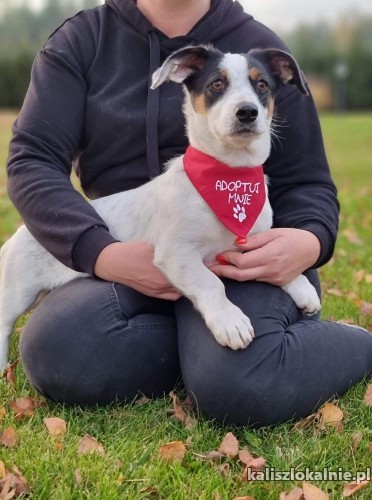 6-miesieczny-rekin-nieduzy-wesoly-psiak-do-pokochania-48027-kalisz.jpg