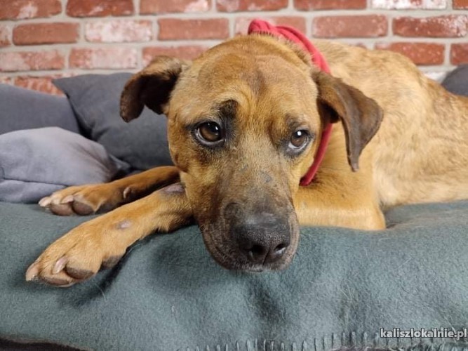 wiesio-przytulas-i-oaza-spokoju-do-adopcji-48029-sprzedam.jpg