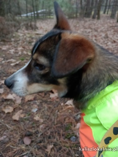niewielki-domowy-miki-mlody-fajny-psiaczek-48031-kalisz-do-sprzedania.jpg