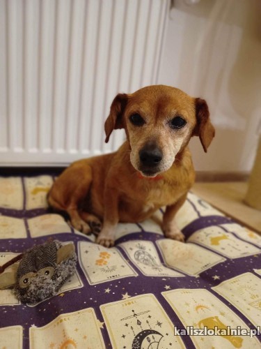 spokojna-delikatna-babulenka-w-typie-jamniczka-do-pokochania-48099-sprzedam.jpg