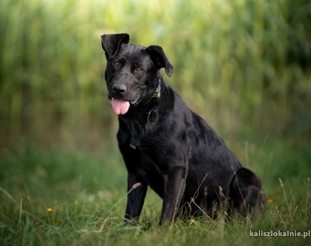 czarna-mloda-przyjazna-suczka-do-pokochania-48115-sprzedam.jpg