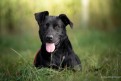 Czarna - młoda, przyjazna suczka do pokochania!