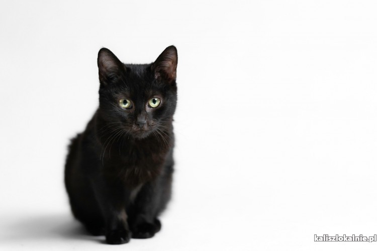 4-miesieczna-tika-czarna-pieknosc-do-adopcji-48116-kalisz.jpg