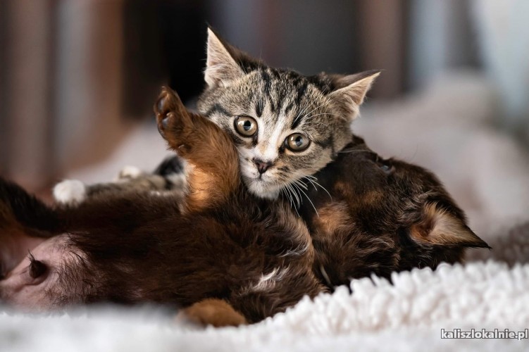 4-miesieczne-slodkie-kocurki-do-pokochania-48117-kalisz.jpg