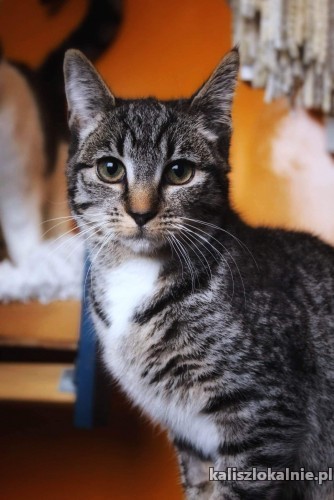8-miesieczna-pola-mizisiata-koteczka-do-pokochania-48152-kalisz.jpg