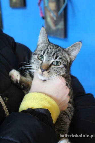 8-miesieczna-pola-mizisiata-koteczka-do-pokochania-48152-koty.jpg