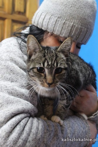 8-miesieczna-pola-mizisiata-koteczka-do-pokochania-48152-sprzedam.jpg