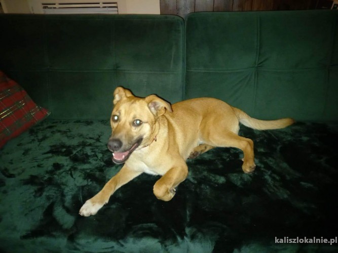 misiek-psi-dzieciak-domowy-fajny-psiak-adopcja-48153-kalisz.jpg