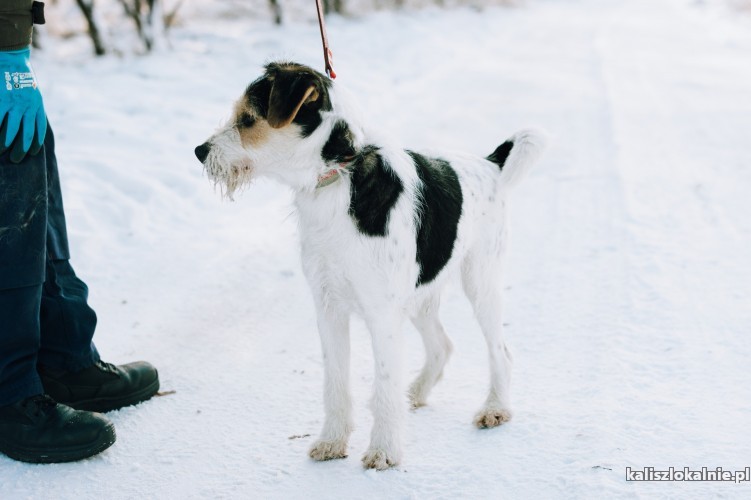 rebus-terierkowaty-cudak-przyjazny-energiczny-psiak-48172-kalisz.jpg