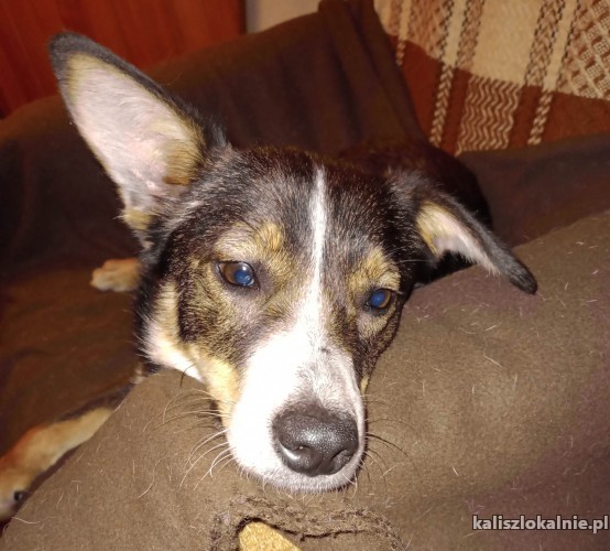 niewielki-miki-cudo-psiaczek-wesoly-i-niekonfliktowy-48200-kalisz-do-sprzedania.jpg