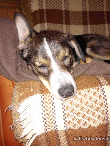 niewielki-miki-cudo-psiaczek-wesoly-i-niekonfliktowy-48200-kalisz.jpg
