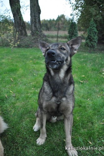 iwan-domowy-niekonfliktowy-psi-podrostek-do-pokochania-na-juz-48203-kalisz-do-sprzedania.jpg