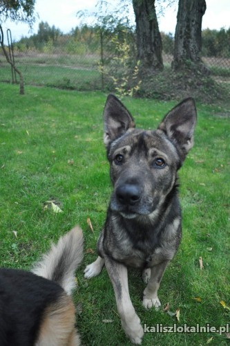 iwan-domowy-niekonfliktowy-psi-podrostek-do-pokochania-na-juz-48203-kalisz-foto.jpg