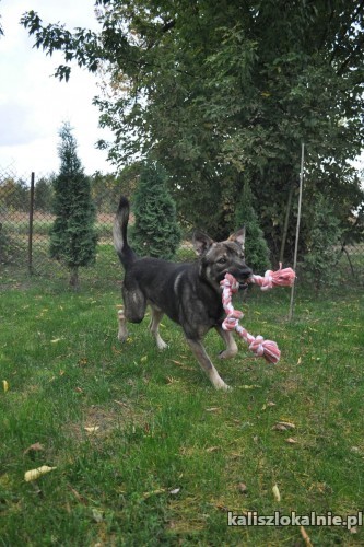 iwan-domowy-niekonfliktowy-psi-podrostek-do-pokochania-na-juz-48203-psy.jpg