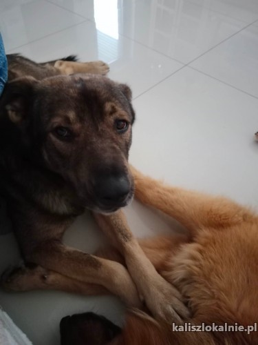 iwan-domowy-niekonfliktowy-psi-podrostek-do-pokochania-na-juz-48203-zdjecia.jpg