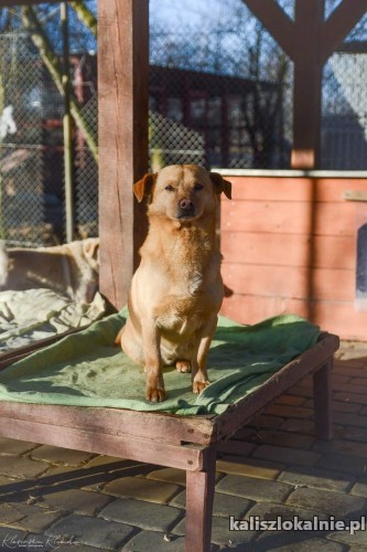 mori-niewielki-spokojny-psiaczek-szuka-domu-48231-kalisz.jpg