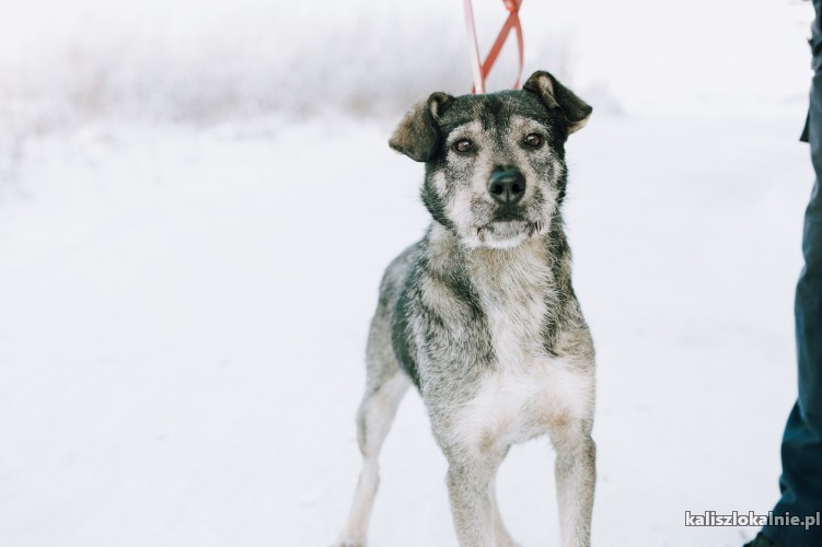 przyjazny-skory-do-zabaw-dzinks-poleca-sie-do-adopcji-48235-psy.jpg