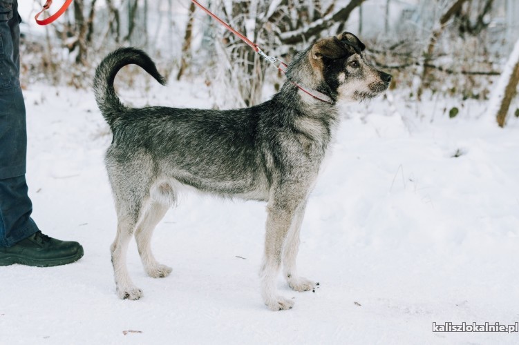 przyjazny-skory-do-zabaw-dzinks-poleca-sie-do-adopcji-48235-sprzedam.jpg