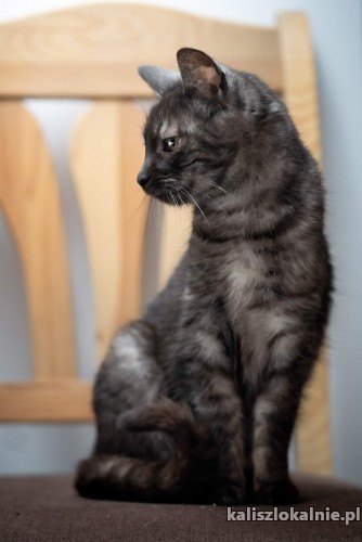 roczna-przecudna-koteczka-fanta-do-pokochania-48263-kalisz.jpg