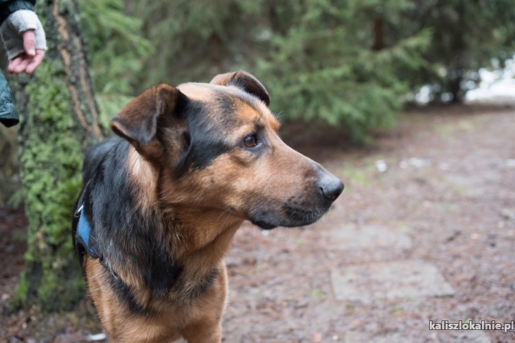 leo-pokochaj-skrzywdzonego-psa-z-wielkim-sercem-48265-kalisz-foto.jpg