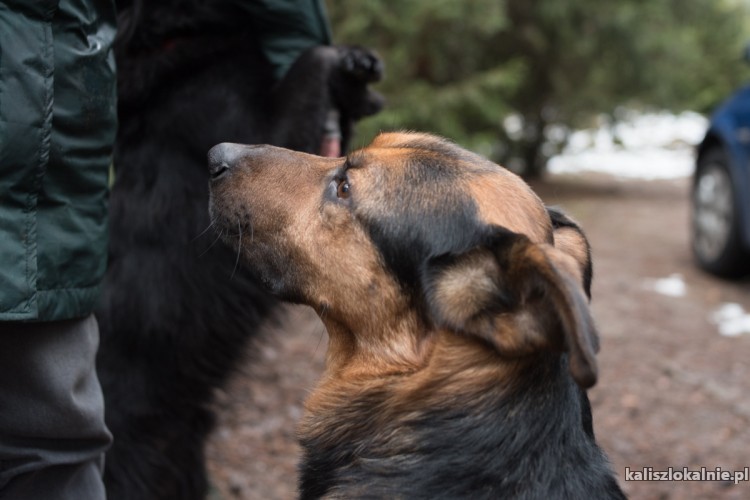 leo-pokochaj-skrzywdzonego-psa-z-wielkim-sercem-48265-kalisz-na-sprzedaz.jpg