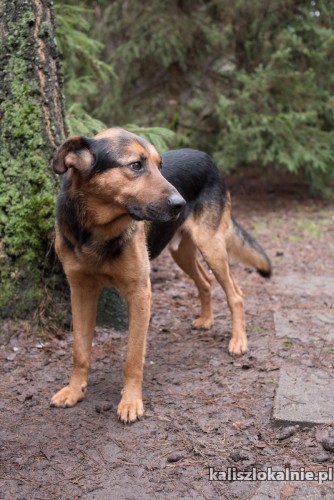 leo-pokochaj-skrzywdzonego-psa-z-wielkim-sercem-48265-kalisz.jpg