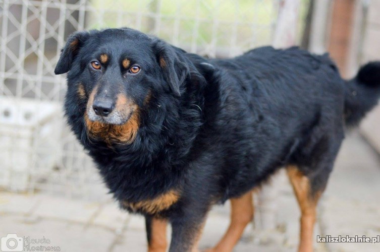 dzeki-cudowny-pies-ktorego-nikt-nigdy-nie-kochal-48268-kalisz-na-sprzedaz.jpg