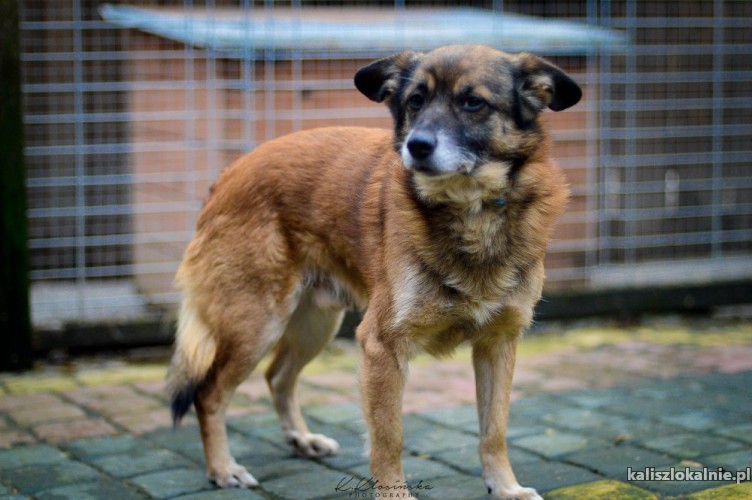nieduzy-kotolubny-bercik-psi-cudaczek-szuka-domu-48276-kalisz-do-sprzedania.jpg