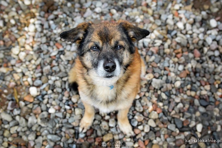 nieduzy-kotolubny-bercik-psi-cudaczek-szuka-domu-48276-kalisz-foto.jpg