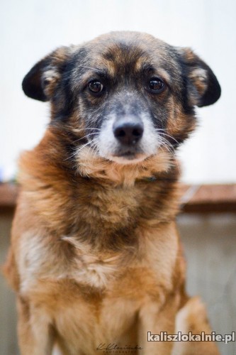 nieduzy-kotolubny-bercik-psi-cudaczek-szuka-domu-48276-kalisz.jpg