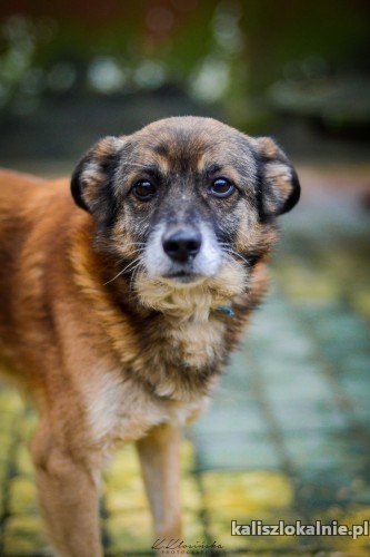 nieduzy-kotolubny-bercik-psi-cudaczek-szuka-domu-48276-psy.jpg